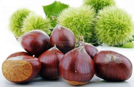 Xərçəngin çarəsi şabalıddır