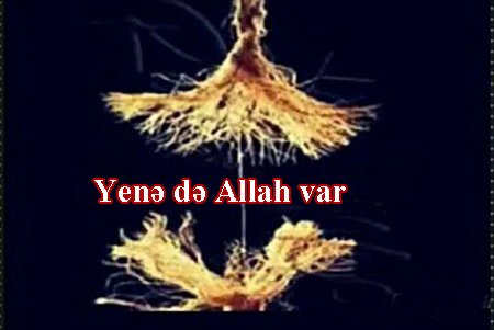 ALLAHA ÜMİD BARƏSİNDƏ HƏZRƏT ƏLİNİN (Ə) BUYURUĞU